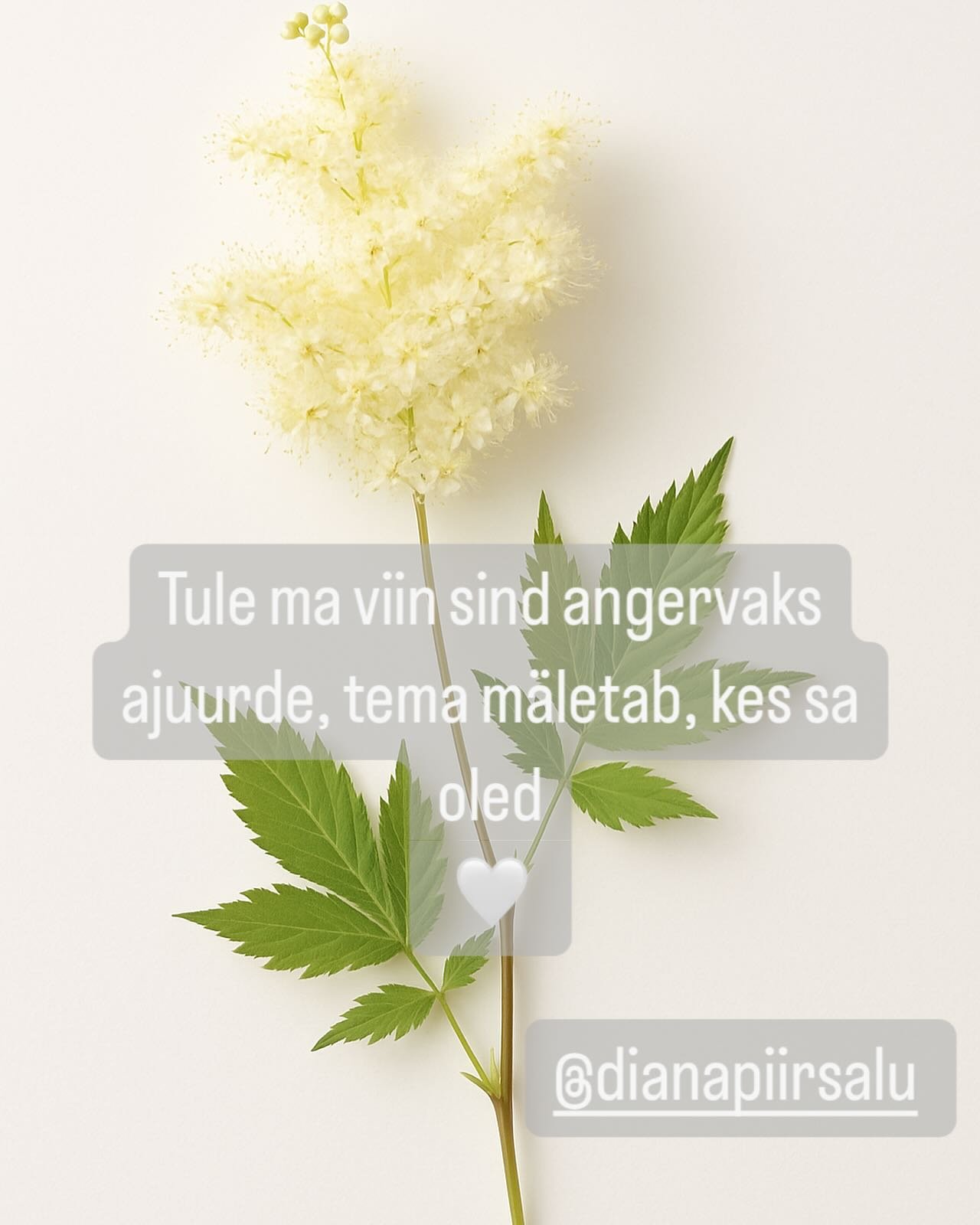 Kasulikku Angervaksa lugu: “See, kes kutsub rahu”